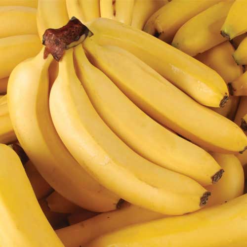 Global Essentials Exim - Top largest verified premium quality fresh banana exporter