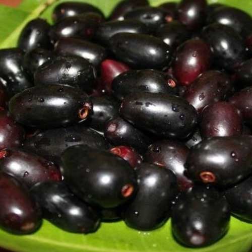Global Essentials Exim - top largest fresh organic black berry manufacturer & exporter