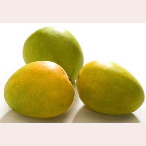 Global Essentials Exim - top largest fresh organic neelam mango manufacturer & exporter