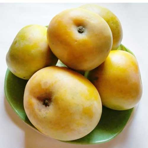 Global Essentials Exim - top largest fresh organic rumani mango manufacturer & exporter