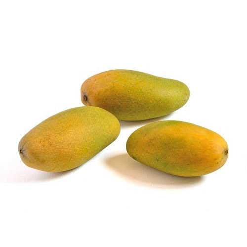 Global Essentials Exim - top largest fresh organic dusseri mango manufacturer & exporter