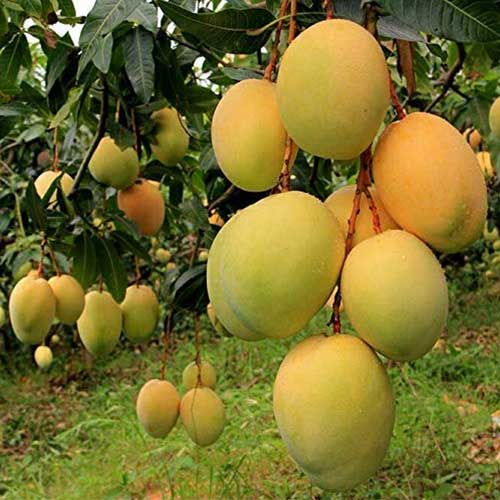 Global Essentials Exim - top largest fresh organic alphonso mango manufacturer & exporter