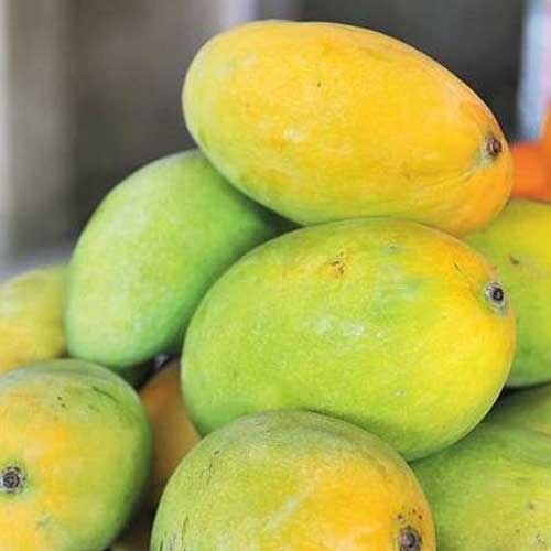 Global Essentials Exim - top largest fresh organic chinna rasalu mango manufacturer & exporter