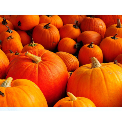 Global Essentials Exim - top biggest fresh organic red pumpkin manufacturer & exporter