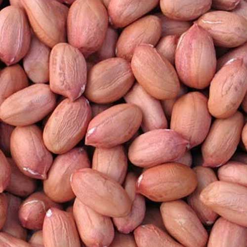 Global Essentials Exim - Verified fresh organic peanut groundnut manufacturer company