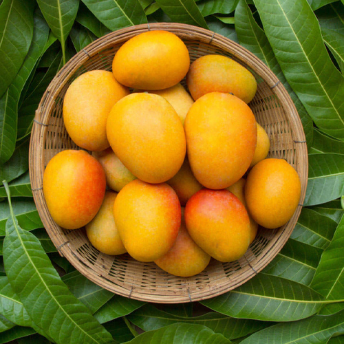 Trusted Fresh Indian Mango Exporter in Andhra Prsdesh
